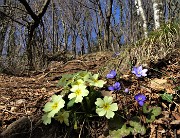 32 Primule gialle e erba trinita nel bosco di carpini neri